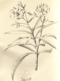 Lámina Flora de Filipinas de M.Blanco